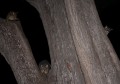 0331-2052 Melbourne possums (1030137)